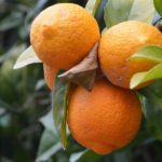 Le arance sono arancioni. Sono loro ad aver dato il nome al colore?