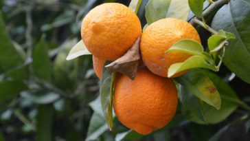 Le arance sono arancioni. Sono loro ad aver dato il nome al colore?