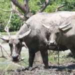 Delle bufale, nome con il quale spesso ci si riferisce a storie false o fake news