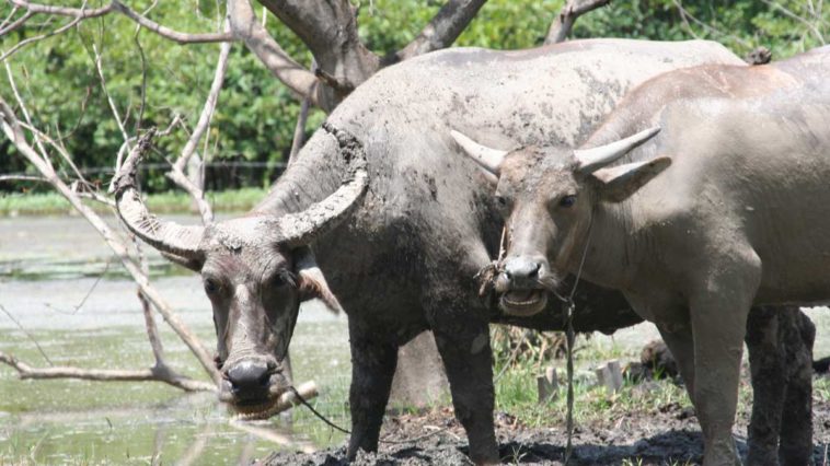 Delle bufale, nome con il quale spesso ci si riferisce a storie false o fake news