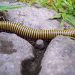 Un millepiedi in natura. Quanti piedi hanno i miriapodi?