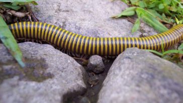 Un millepiedi in natura. Quanti piedi hanno i miriapodi?