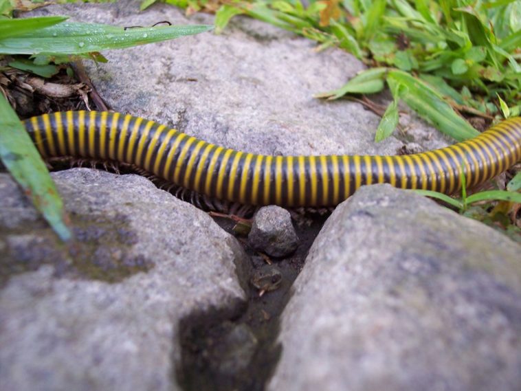 Un millepiedi in natura. Quanti piedi hanno i miriapodi?