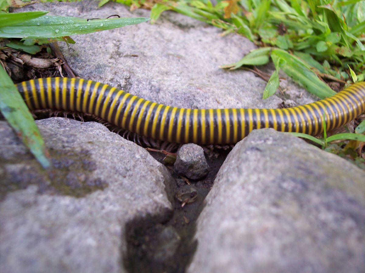 Un millepiedi in natura. Quanti piedi hanno i miriapodi?