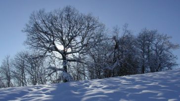 Una quercia tra la bianca neve