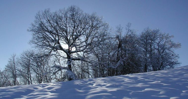Una quercia tra la bianca neve