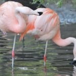 Fenicotteri su una zampa