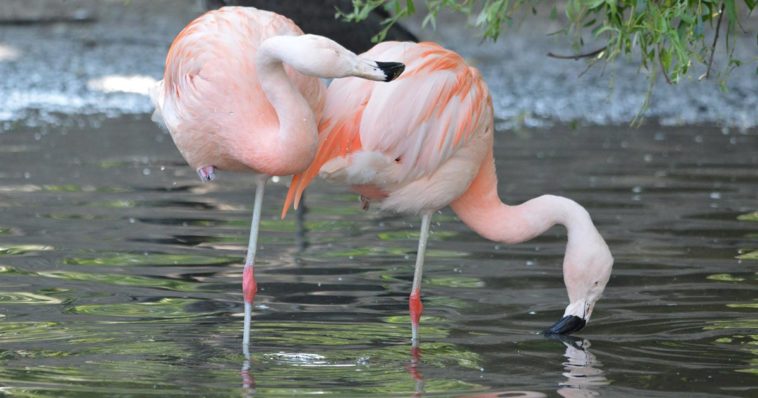 Fenicotteri su una zampa
