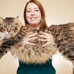 Il gatto più lungo al mondo