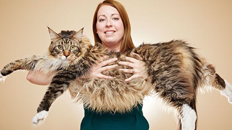Il gatto più lungo al mondo