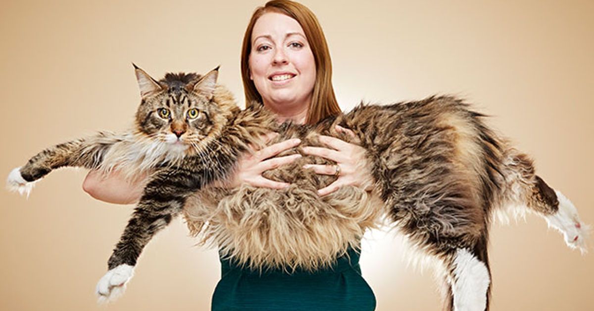 Il gatto più lungo al mondo