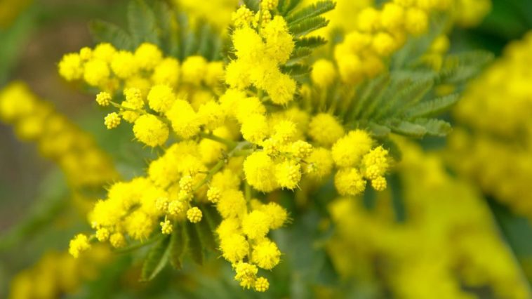 Mimosa festa della donna