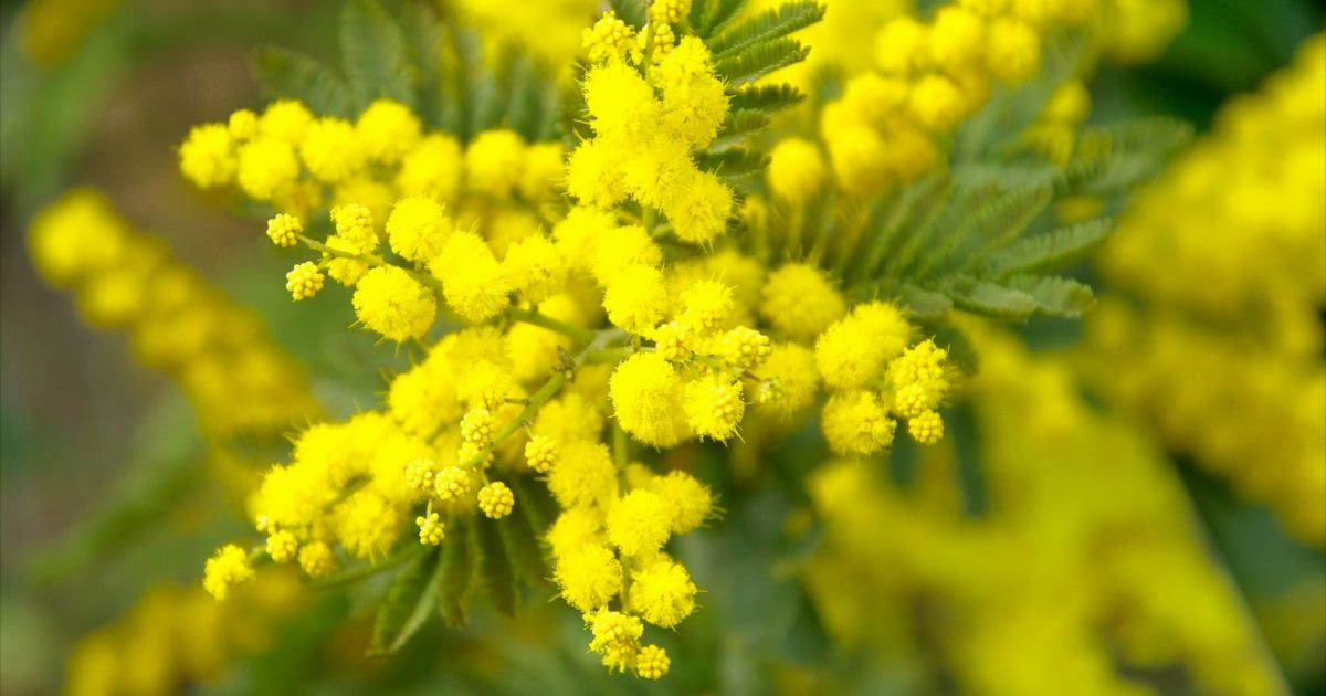 Mimosa festa della donna