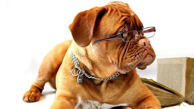 Razza cane più intelligente