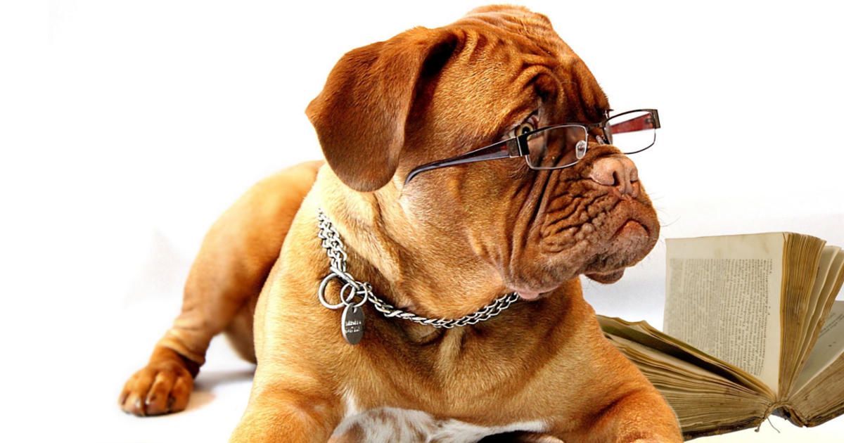 Razza cane più intelligente