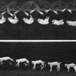 Sequenza fotografica della caduta di un gatto.