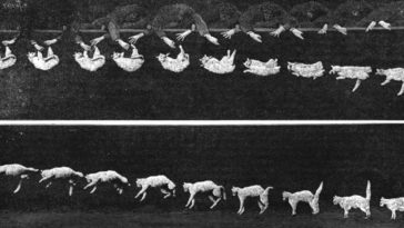 Sequenza fotografica della caduta di un gatto.