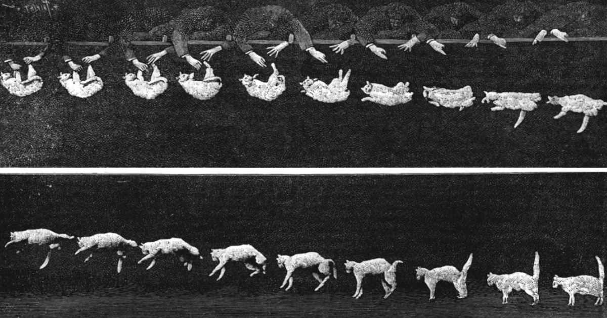 Sequenza fotografica della caduta di un gatto.