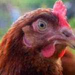 Testa di gallina, primo piano, mentre probabilmente si chiede se è nato prima l'uovo o la gallina