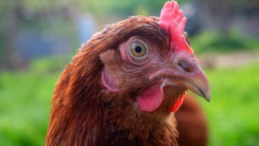 Testa di gallina, primo piano, mentre probabilmente si chiede se è nato prima l'uovo o la gallina