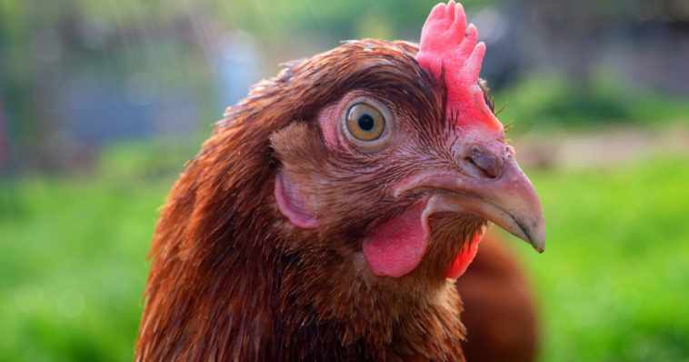 Testa di gallina, primo piano, mentre probabilmente si chiede se è nato prima l'uovo o la gallina