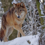 Un lupo in montagna tra la neve. Perché si dice in bocca al lupo?