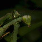 Mantidi in accoppiamento.