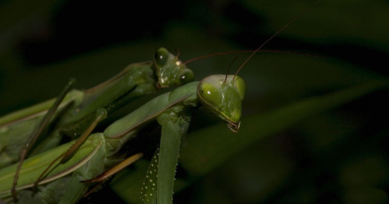 Mantidi in accoppiamento.