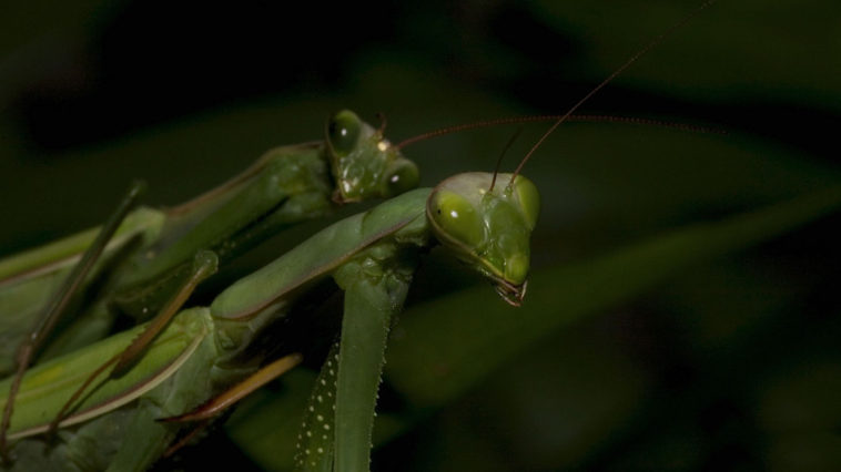 Mantidi in accoppiamento.