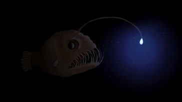 Un pesce abissale che manifesta la bioluminescenza.