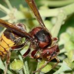 Vespa Crabro posato su un fiore
