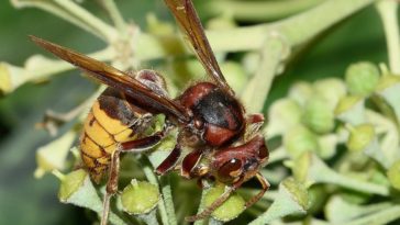 Vespa Crabro posato su un fiore