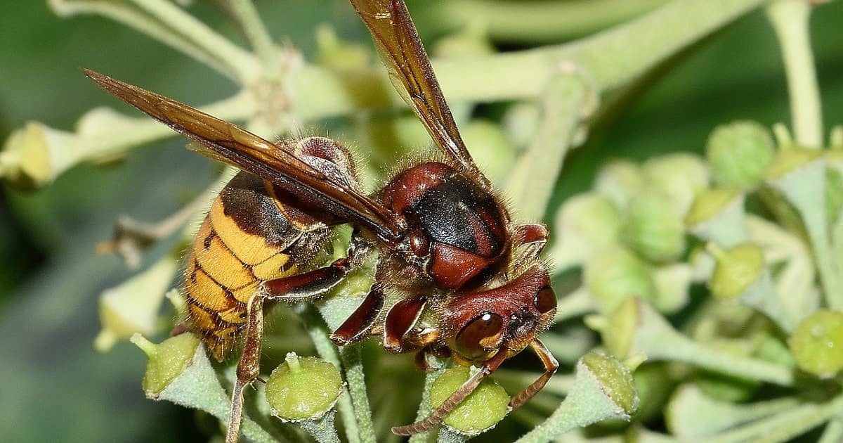 Vespa Crabro posato su un fiore
