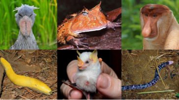 Animali strani, scimmie, rane e altro ancora