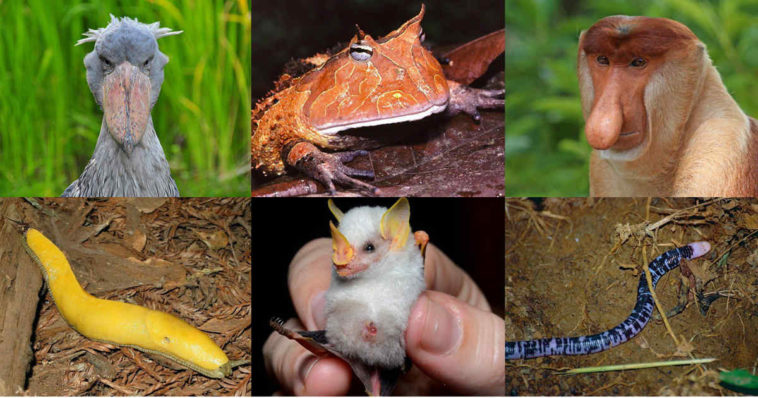 Animali strani, scimmie, rane e altro ancora