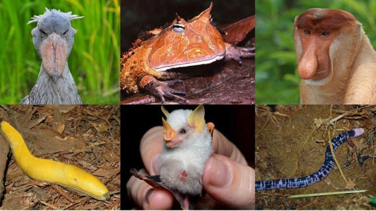 Animali strani, scimmie, rane e altro ancora