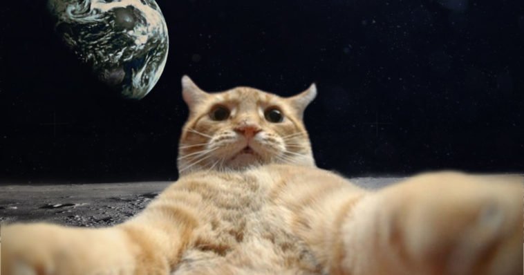 Gatto selfie sulla luna per un indovinello
