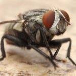 Mosca mentre si pulisce le zampe.