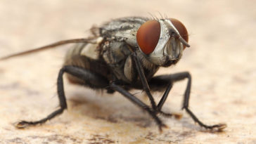 Mosca mentre si pulisce le zampe.