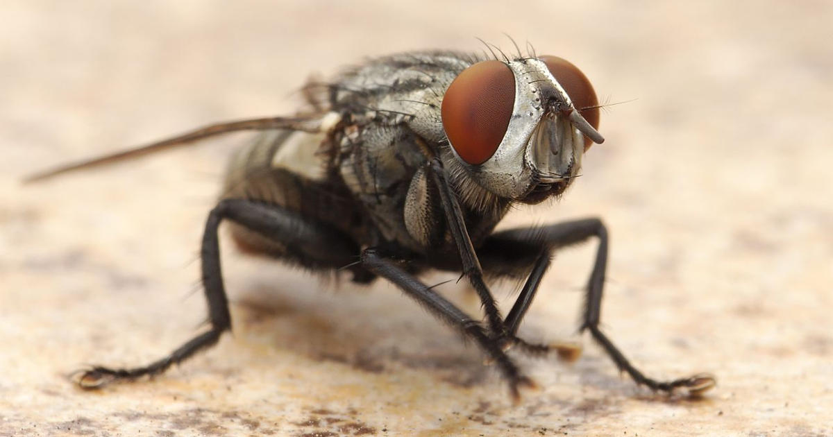 Mosca mentre si pulisce le zampe.