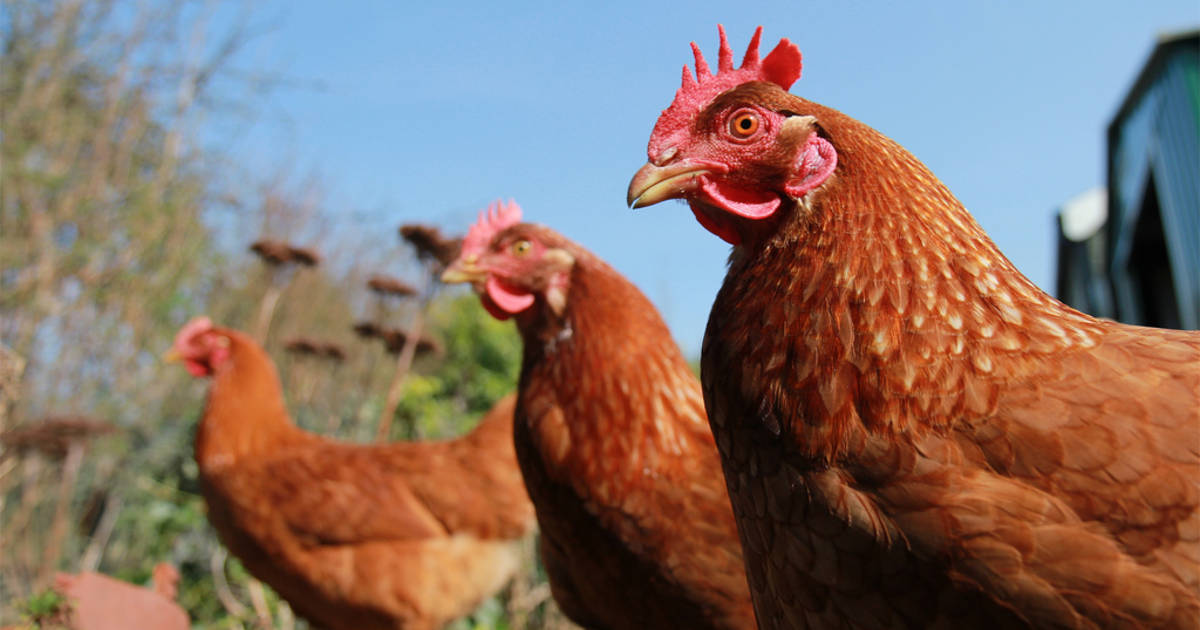 Dei polli disposti in fila