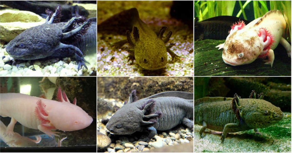 Axolotl con diverse colorazioni.