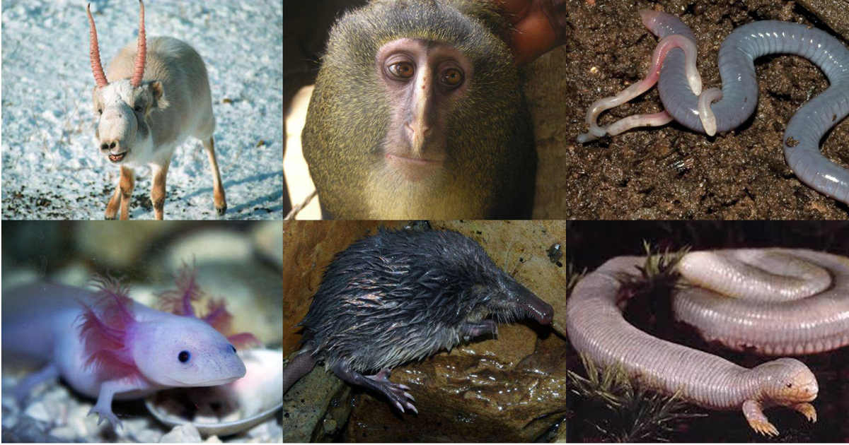 Sei animali davvero particolari.