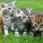 Cucciolata di gatti