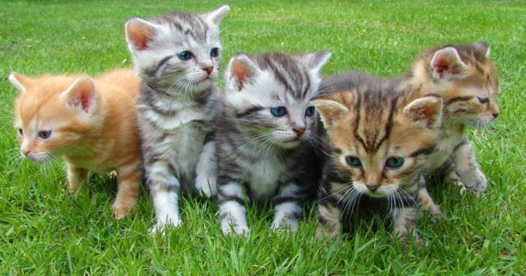 Cucciolata di gatti