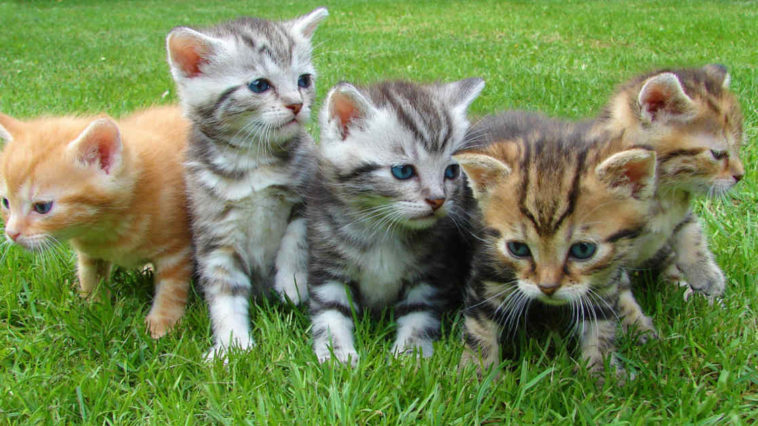 Cucciolata di gatti