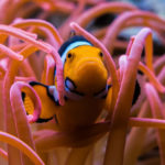 Un pesciolino su un anemone