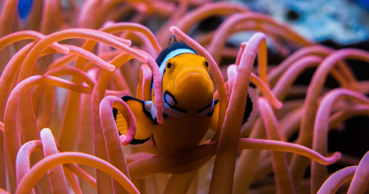 Un pesciolino su un anemone