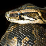 Serpente, fa paura a chi soffre di ofidofobia