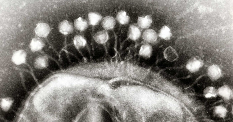 Virus ancorati ad un batterio.